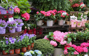 Plant Stall