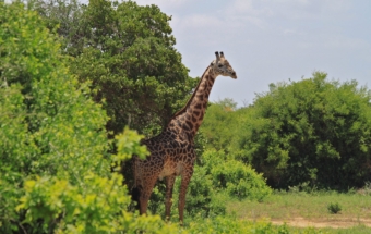 East Africa - Kenya